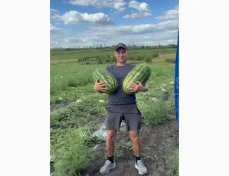Зображення для оголошення Продам кавун Фарао