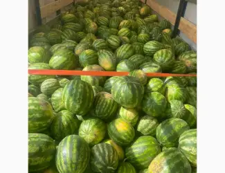 Зображення для оголошення Продам кавун опт