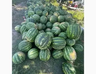 Зображення для оголошення Арбуз