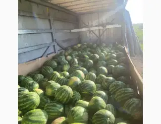 Зображення для оголошення Продам Кавун Талісман