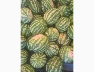 Продам кавун оптом сорт Арашан