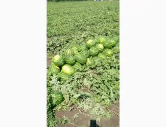Продам кавун КАРИСТАН