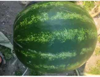 Зображення для оголошення Продам арбуз