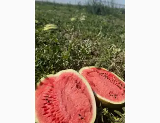 Продам кавун з поля Карістан