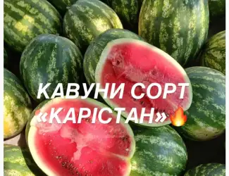 Зображення для оголошення Солодкі та соковиті кавуни сорту «КАРІСТАН» - прямо з городу
