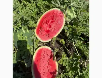 ПРОДАМ арбуз