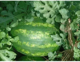 Продам арбуз сорт кримсон руби