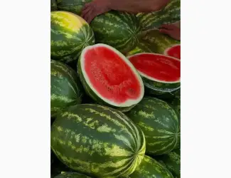 Зображення для оголошення Продам кавуни Талісман