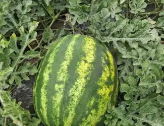 Продам кавун Нун
