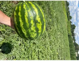 Продам кавун Талісман 6-12кг