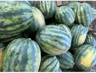 Зображення для оголошення Продам кавун Сенсей 6-12