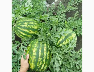 Зображення для оголошення Продам кавун