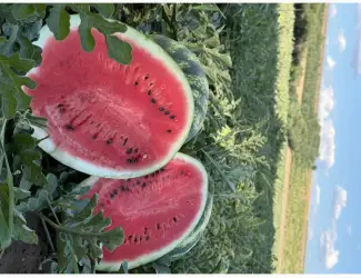 Зображення для оголошення Продам якісний кавун