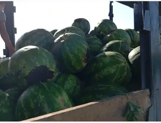 Зображення для оголошення Продам арбуз