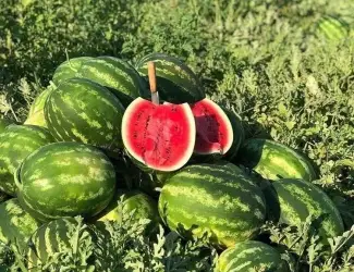 Зображення для оголошення Продам кавун Карістан