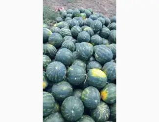 Зображення для оголошення Продам кавун Лузітана