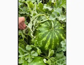 Зображення для оголошення Продам качун Барака