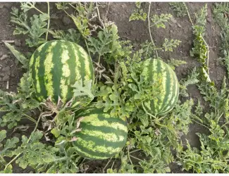Зображення для оголошення Продам кавун Продюсер в Уманському районі