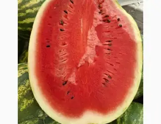 Зображення для оголошення Продам кавун