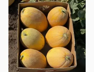Зображення для оголошення Продам диню Мазім