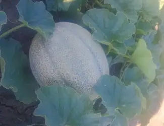 Продам свіжу соковиту диню