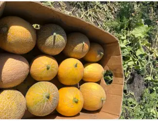 Зображення для оголошення Продам Диню