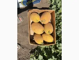 Зображення для оголошення Диня оптом соковита та ароматна. Прямі поставки з поля