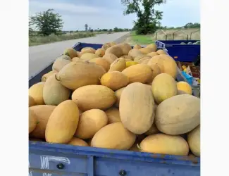 Зображення для оголошення Продам диню Амазін