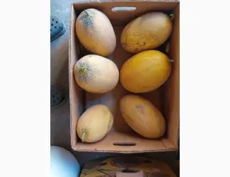 Зображення для оголошення Продам дині Амал