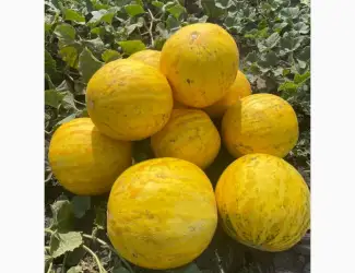 Зображення для оголошення Продам диню