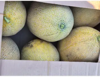 Продам дыню