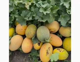 Продам диню Нево та Мазін оптом с поля