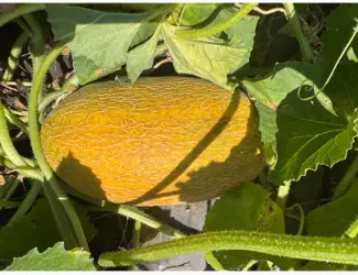 Продам дыню Мазин