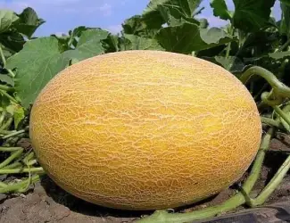 Зображення для оголошення Продам дыню