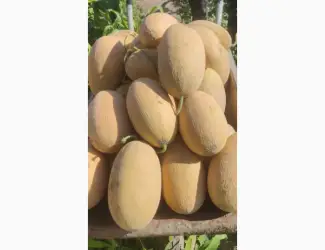 Зображення для оголошення Продам диню