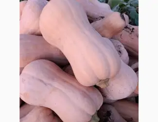 Продам тикву.сорт МАТІЛЬДА