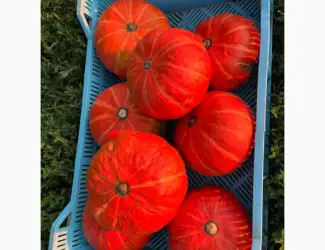 Зображення для оголошення Продам хоккайдо