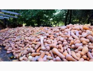 Зображення для оголошення Продам гарбуз