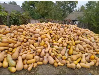 Зображення для оголошення Продам кашові гарбузи