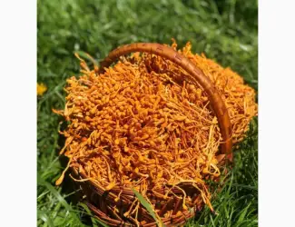 Кордицепс військовий
