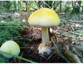 Зображення для оголошення Бліда поганка (Amanita phalloides)