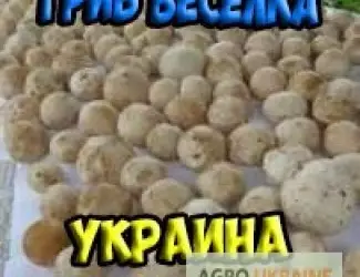 Зображення для оголошення Гриб веселка 2023