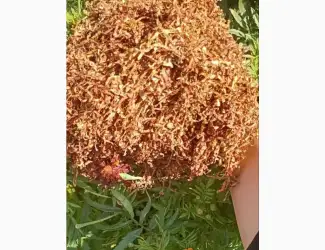 Зображення для оголошення Куплю табак