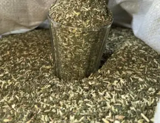 Зображення для оголошення Продам табак самосад