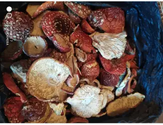 Зображення для оголошення Мухомор червоний (Amanita muscaria) відмінна якість
