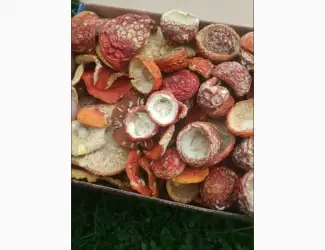 Зображення для оголошення Продам червоний мухомор