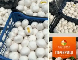 Зображення для оголошення Продам ШАМПІНЬОНИ(печериці) від виробника(Київська область)
