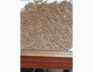 Зображення для оголошення Продам кориандр 95 тн