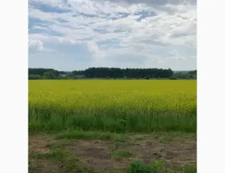 Насіння Гірчиця Озима сорт