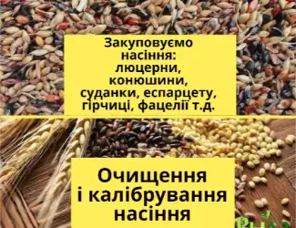 Зображення для оголошення Купуємо насіння гірчиці